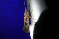 Glyphotaelius pellucidus