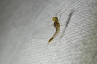 Baetis fuscatus