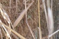 Mantis religiosa