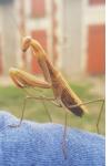 Mantis religiosa
