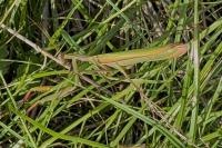 Mantis religiosa
