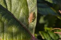 Planuncus vinzi