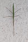 Clonopsis gallica