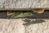 Mantis religiosa
