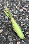 Mantis religiosa