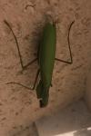 Mantis religiosa