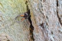 Forficula auricularia