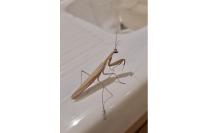 Mantis religiosa