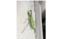 Mantis religiosa
