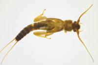 Leuctra geniculata