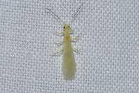 Xanthoperla apicalis