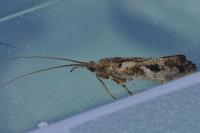 Glyphotaelius pellucidus