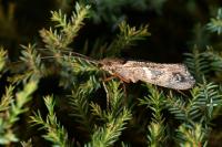 Glyphotaelius pellucidus