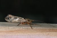 Glyphotaelius pellucidus