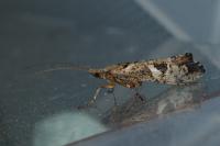 Glyphotaelius pellucidus