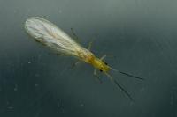 Xanthoperla apicalis