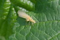 Xanthoperla apicalis