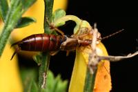 Forficula auricularia