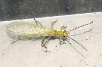 Xanthoperla apicalis