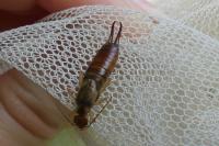 Forficula auricularia