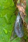Chrysopa perla