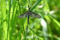 Ephemera vulgata
