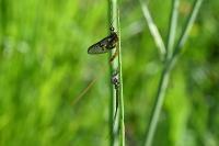 Ephemera vulgata
