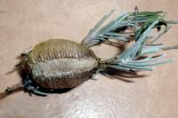Mantis religiosa