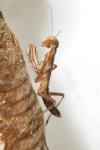 Mantis religiosa