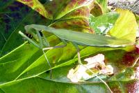 Mantis religiosa