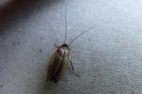 Ectobius lapponicus