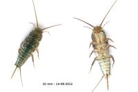 Ctenolepisma lineata
