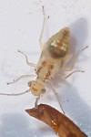 Lepinotus patruelis