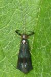 Mystacides azureus