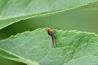 Serratella ignita