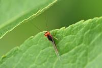 Serratella ignita