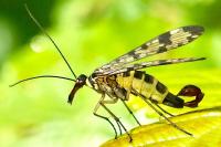 Panorpa vulgaris