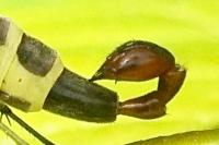 Panorpa vulgaris