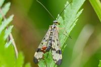 Panorpa communis
