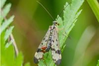 Panorpa communis