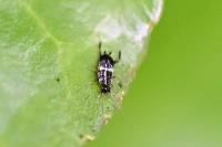 Planuncus vinzi