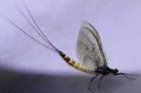 Ephemera danica
