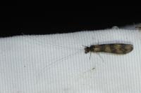 Mystacides longicornis