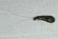 Mystacides azureus