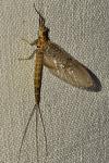 Ephemera glaucops