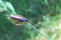 Ectobius sylvestris