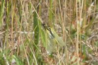 Libelloides longicornis