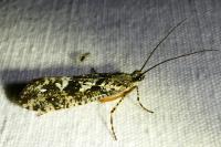Agrypnia varia