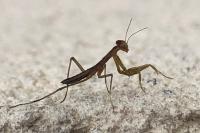 Mantis religiosa