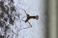 Mantis religiosa